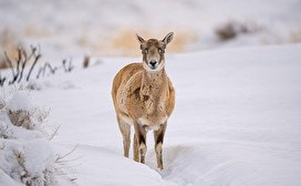 طبیعت زمستانی جزایر دریاچه ارومیه/ تصاویر