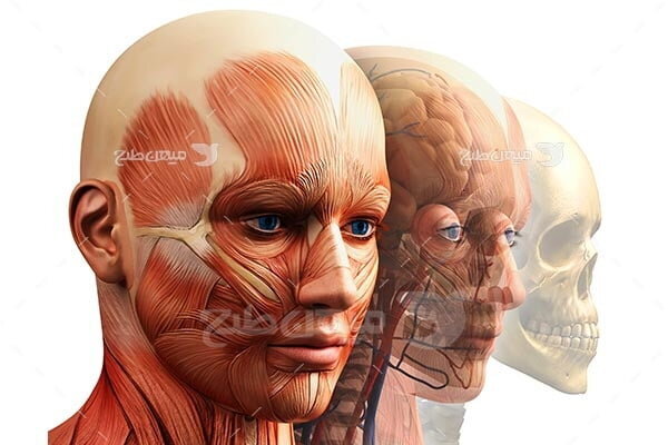 کشف یک عضو جدید در بدن انسان کشف یک عضو جدید در بدن انسان!/ عکس
