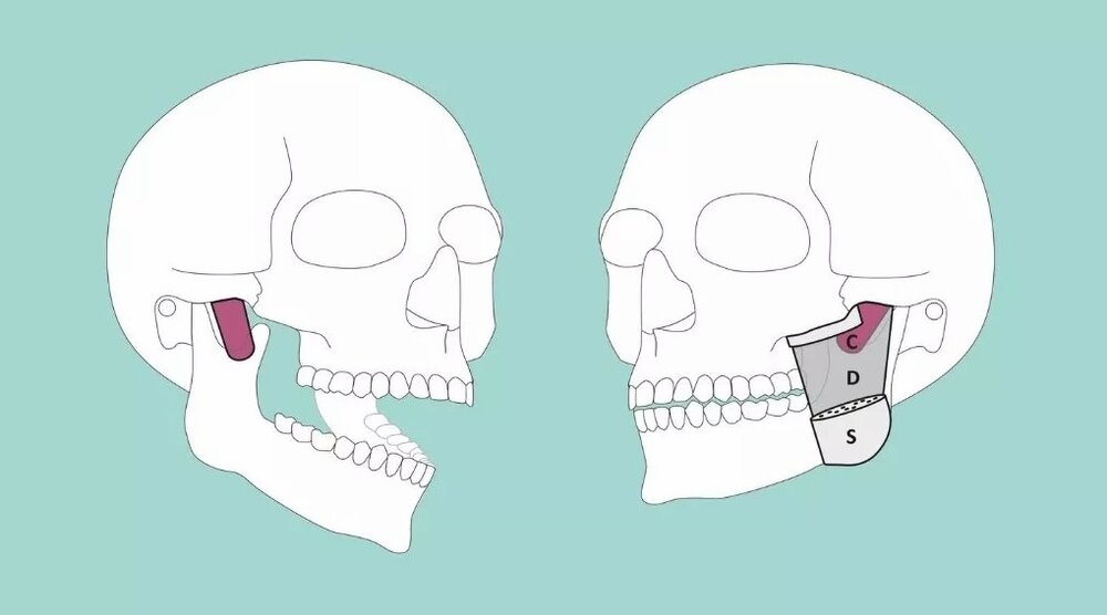 کشف یک عضو جدید در بدن انسان کشف یک عضو جدید در بدن انسان