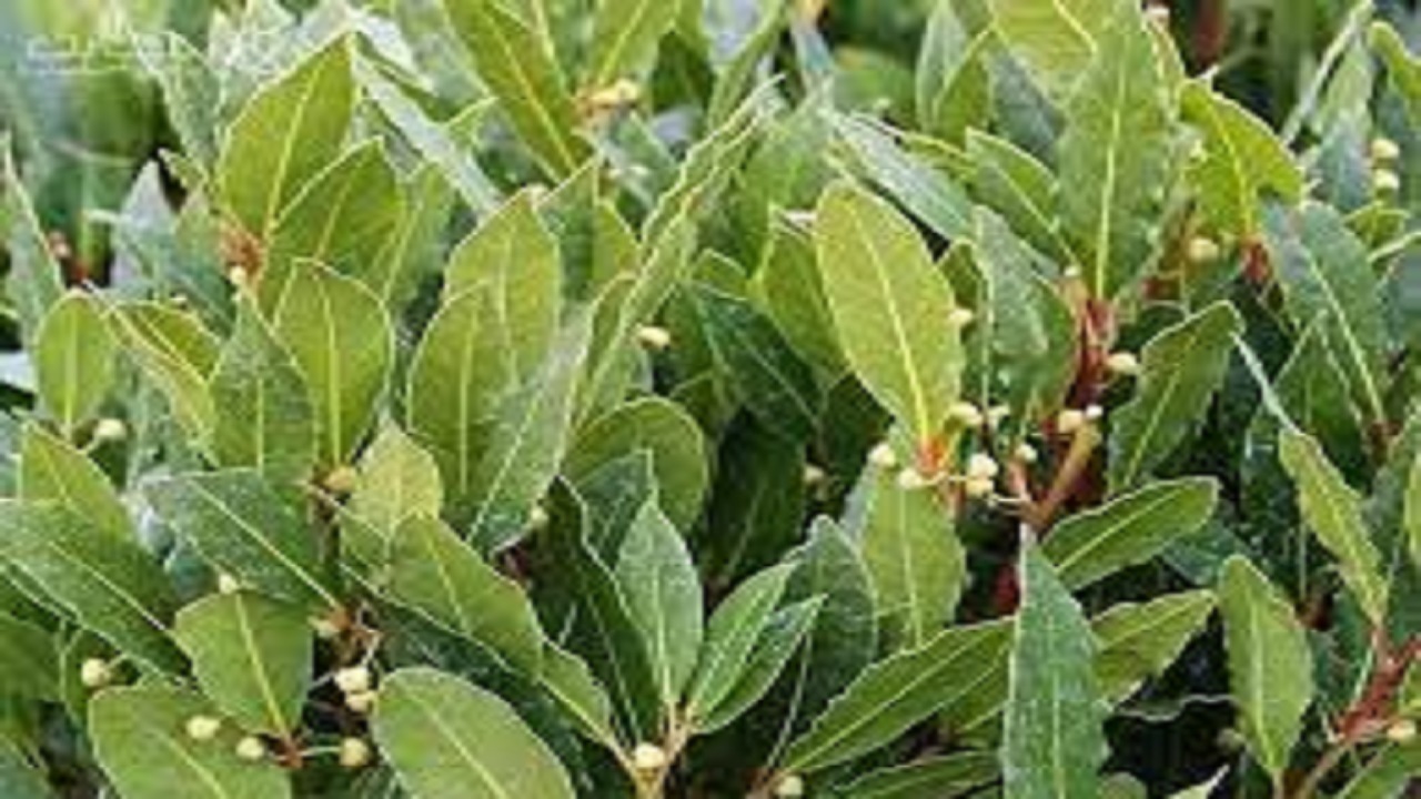 خواص دارویی برگ بو