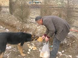 رشد افسارگسیخته جمعیت حیوانات در شهر‌ها