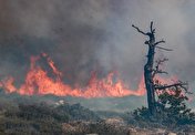 مهندسی آمار با هدف کاستن از حجم آتش‌سوزی جنگل‌ها/ آمادگی مواجهه با تغییرات اقلیمی و آتش‌سوزی جنگل‌ها را نداریم