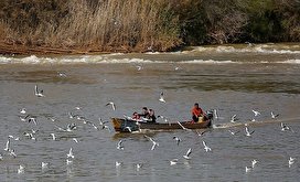 پرندگان مهاجر در رودخانه کارون اهواز/ تصاویر