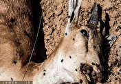 طاعون نشخوارکنندگان در ایران چقدر جدی است؟/ خطری دام‌های اهلی را تهدید نمی‌کند