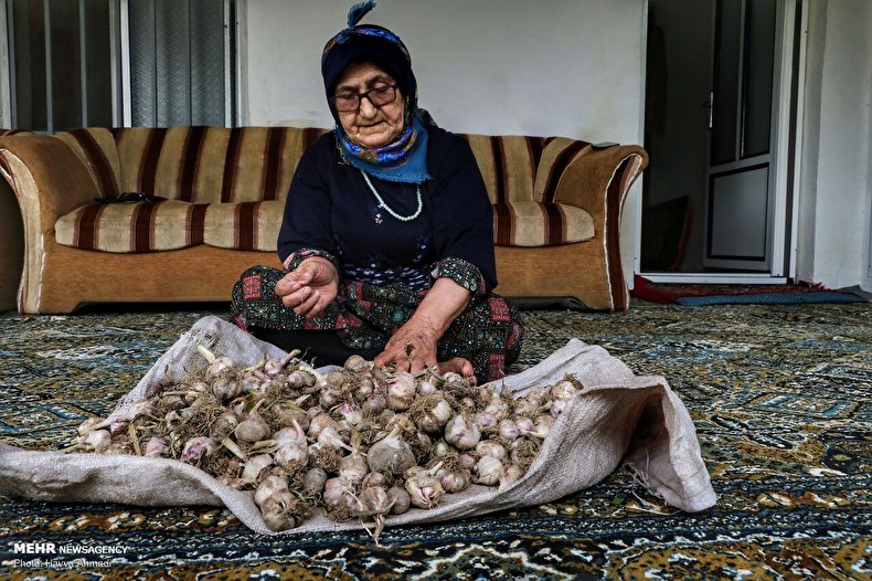 برداشت سیر در مازندران