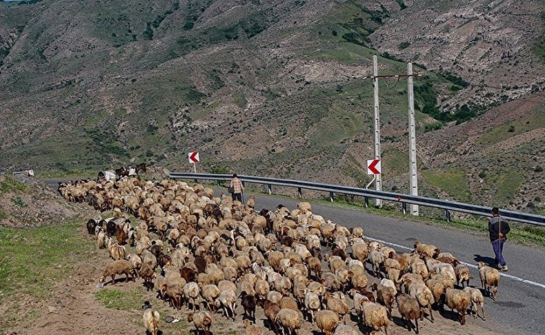 آغاز کوچ عشایر قره داغ