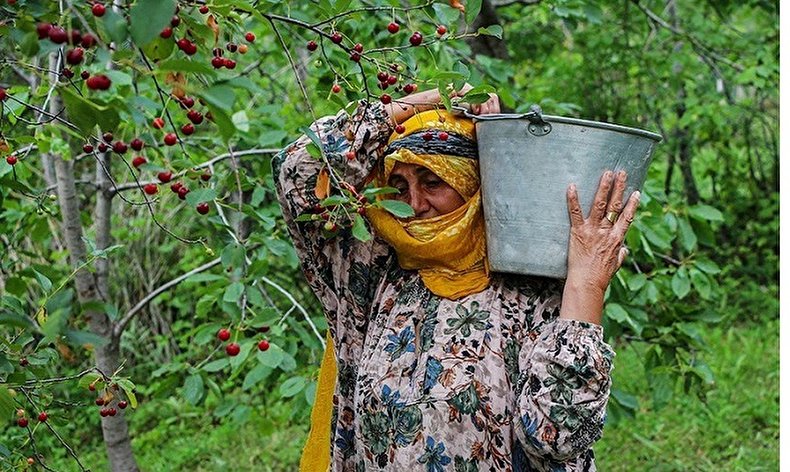 برداشت گیلاس از باغات شهرستان اهر