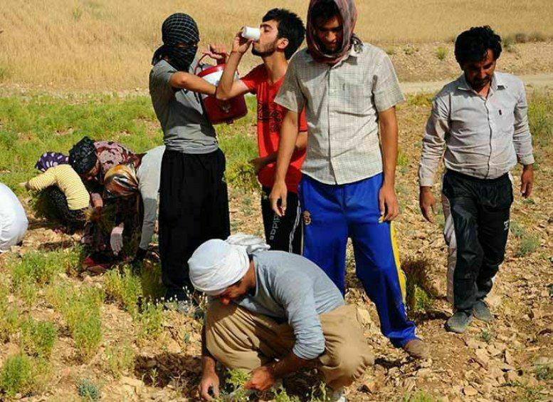 مرگ نوجوان بوکانی هنگام خوردن آب یخ نخود چینی