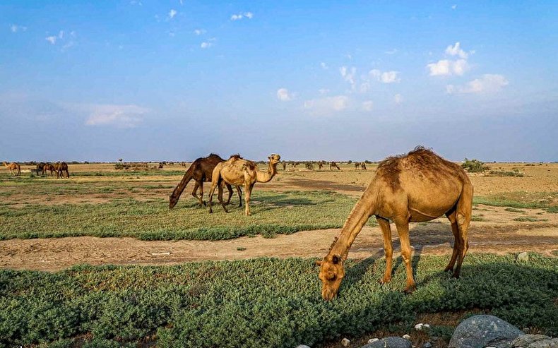 خلیج گرگان در جدال با خشکسالی/ تصاویر