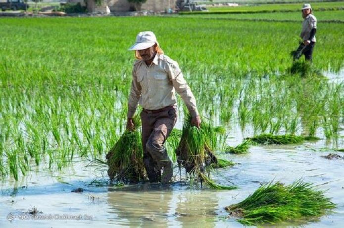 مصرف برنج سالیانه هر ایرانی