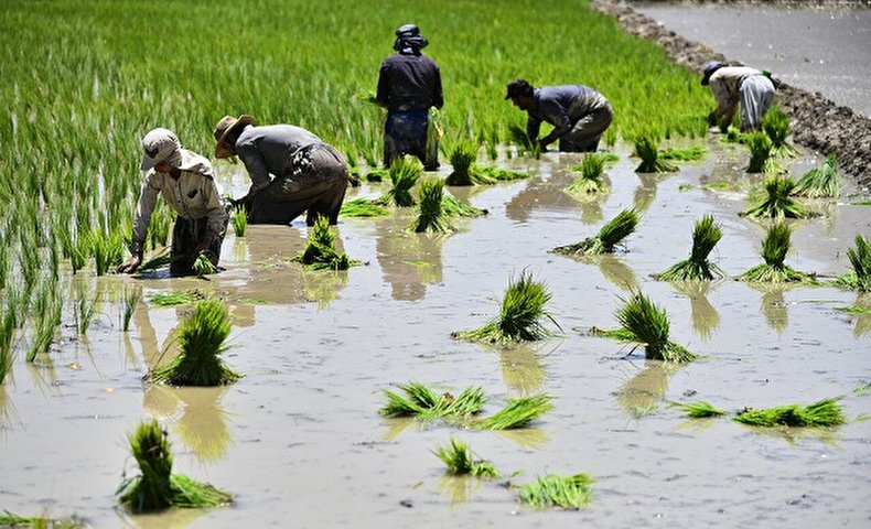 نشاء برنج در اصفهان