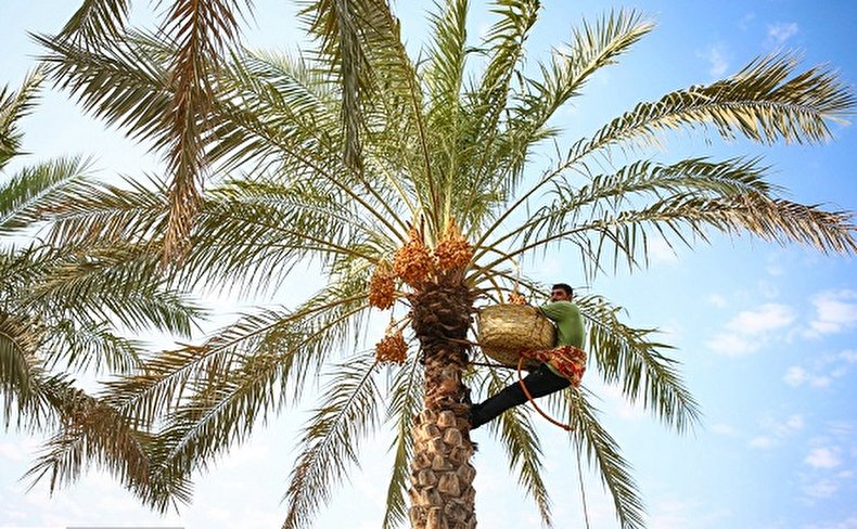 برداشت «رُطَب» در دشتستان/ تصاویر