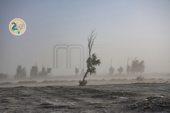 مرگ هامون در پی خشکسالی سیستان و بلوچستان/  تصاویر