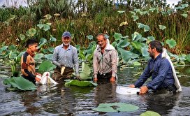 مراسم سنتی چپی زنی در بابلسر/ تصاویر
