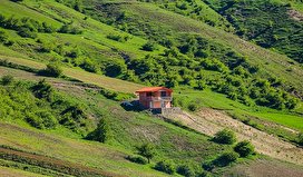 قارچ‌های سمی سیمانی در مراتع مازندران/ تصاویر