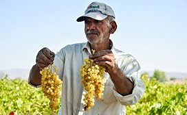برداشت انگور از تاکستان‌های شهرستان مشگین‌شهر/ تصاویر