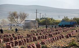 برداشت پیاز قرمز از مزارع کشاورزی شهرستان ازنا - لرستان