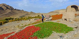 بیزه سرزمین فلفل/تصاویر روز