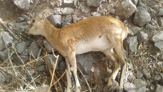 طاعون به جان وحوش خراسان شمالی افتاد