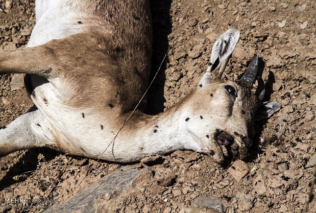 طاعون دامی طاعون دامی