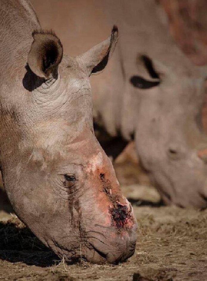 گریه دلخراش کرگدن/ عکس کرگدن