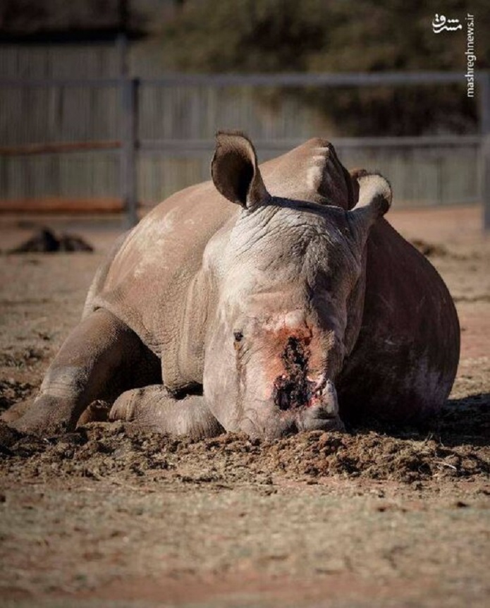 گریه دلخراش کرگدن/ عکس گریه دلخراش کرگدن/ عکس