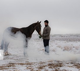 نگهداری و تیمار اسب؛ حرفه‌ای به قدمت تاریخ/ تصاویر