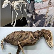 ماجرای اسکلت های عجیب و غریب جانوری چه بود؟