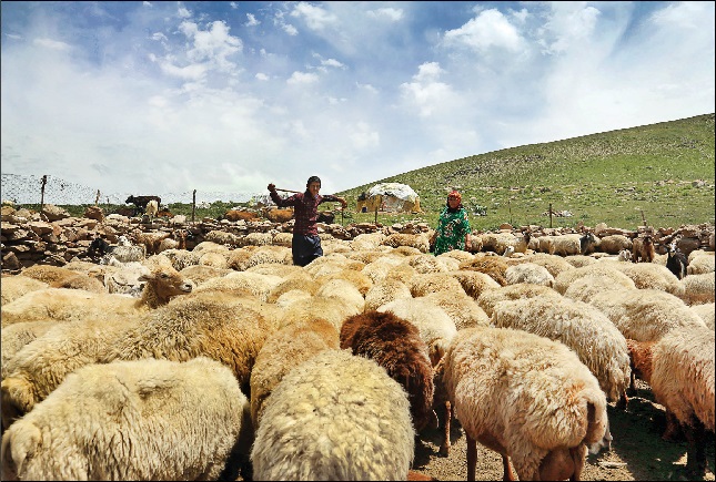 عشایر؛ قربانیان بازار گوشت