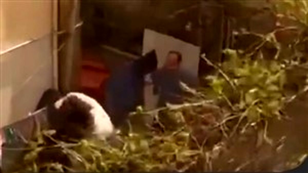 متهم ضرب و شتم 