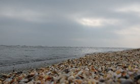 از کنار ساحل صدف جمع نکنید!/ فیلم