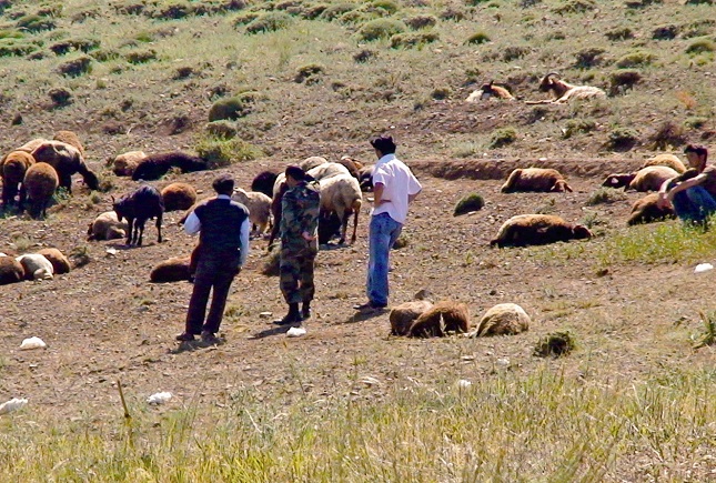 درگیری خونین به خاطر چرای گوسفند درگیری خونین