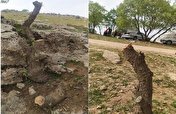 تراژدی خاموش قلع و قمع جنگل‌های زاگرس در استان ایلام/ گردشگران چه بر سر جنگل‌های زاگرس آوردند؟
