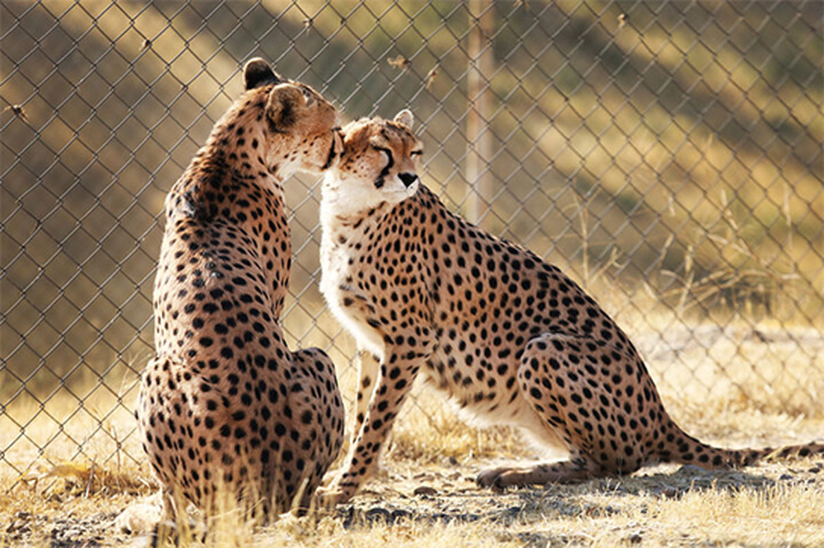فرزندان ایران متولد شدند فرزندان ایران متولد شدند