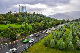 کاشت چه درخت‌هایی در تهران ممنوع است؟/ فیلم