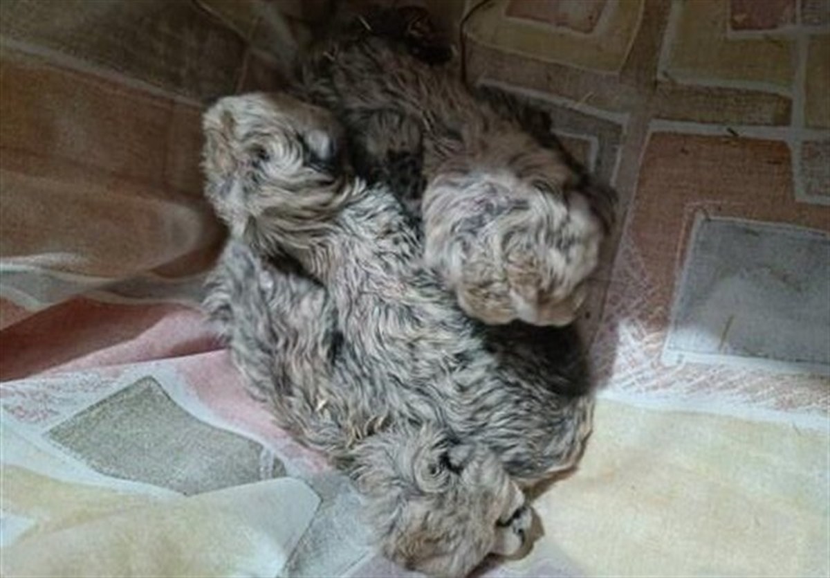 در زمینه نگهداری از توله یوز‌ها خطا کردیم!