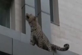 پلنگ قائمشهر یک پلیس را زخمی کرد/ فیلم