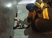 گیر-کردن-سر-گربه-بازیگوش-داخل-تانکر-شیر-آتش-نشانان-گربه-را-نجات-دادند