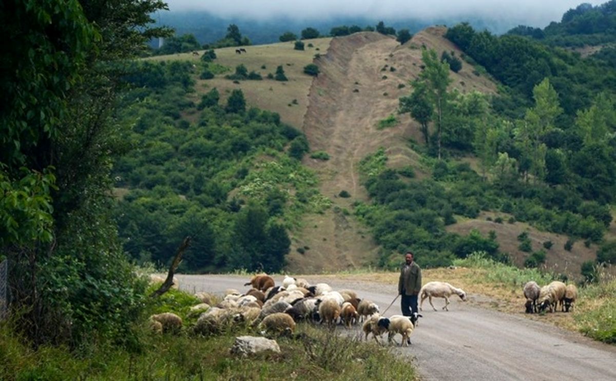 معرفی روستای داماش، زیستگاه گل سوسن چلچراغ