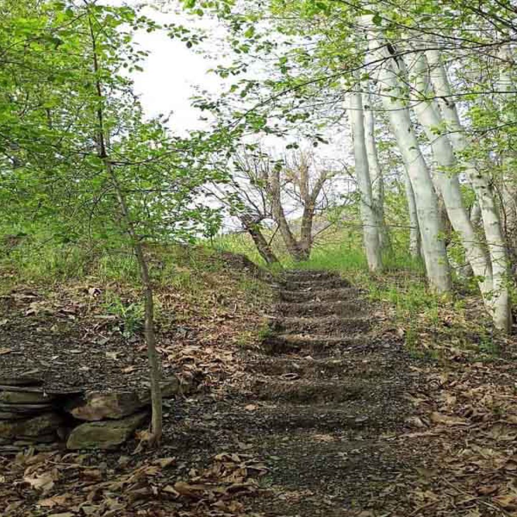 معرفی راز‌های نهفته جنگل جیغ روستای سربرج