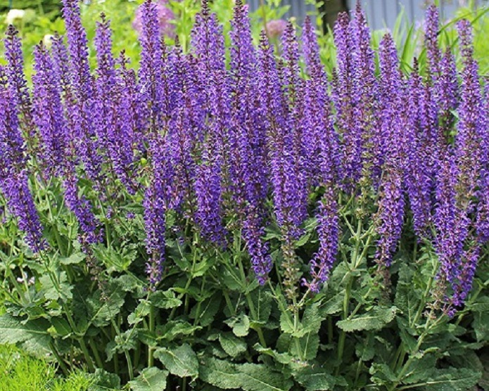 در مورد گیاهان ضدپشه چه میدانید؟ در مورد گیاهان ضدپشه چه میدانید؟