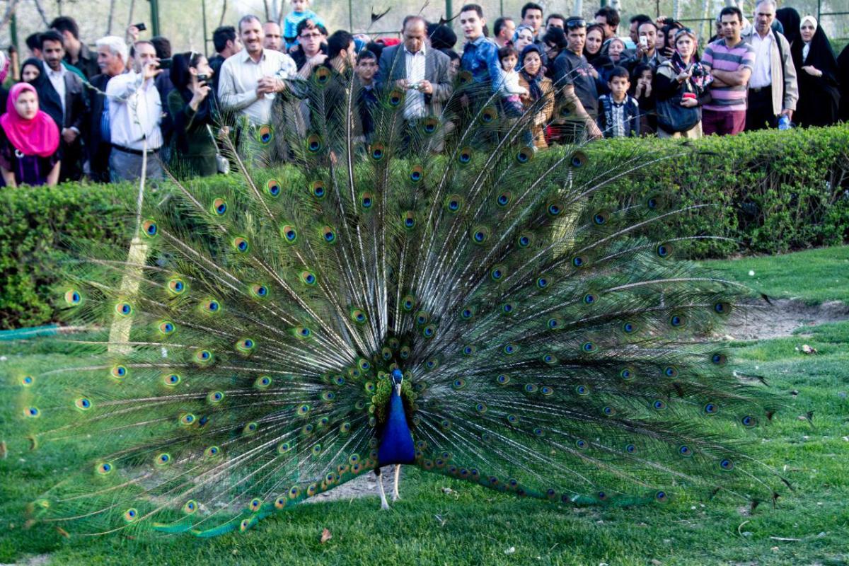 معرفی بزرگ‌ترین باغ پرندگان ایران با انواع مختلف پرندگان