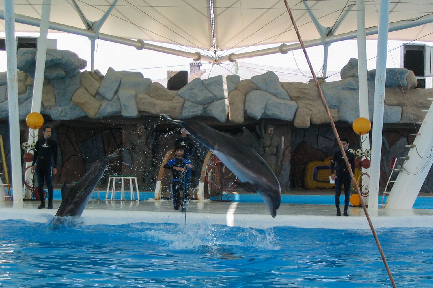 معرفی پارک دلفین‌های جزیره کیش