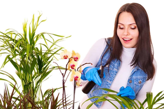 از بین بردن پشه گلدان خانگی با این راه‌کارها