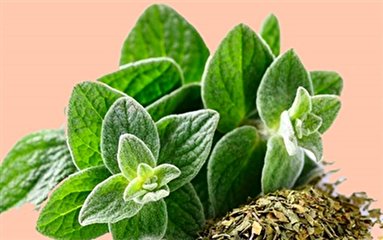 خواص پونه کوهی برای گوارش و درد معده