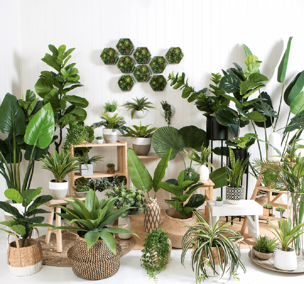 گیاهان آپارتمانی سمی