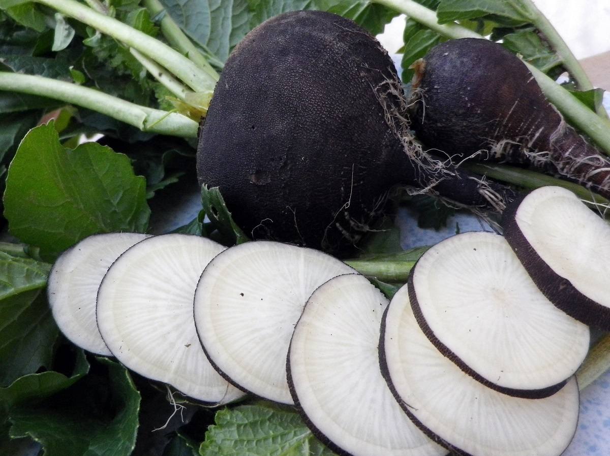 از ترب سیاه چه می‌دانید؟