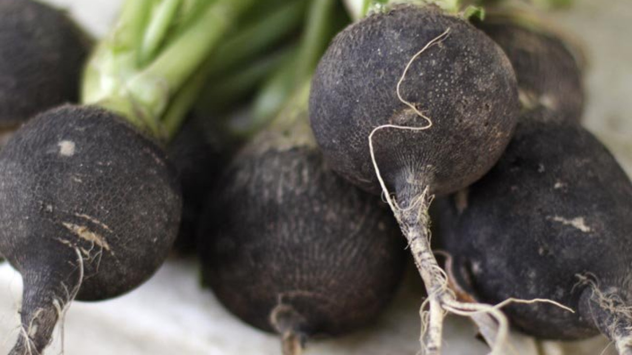 از ترب سیاه چه می‌دانید؟