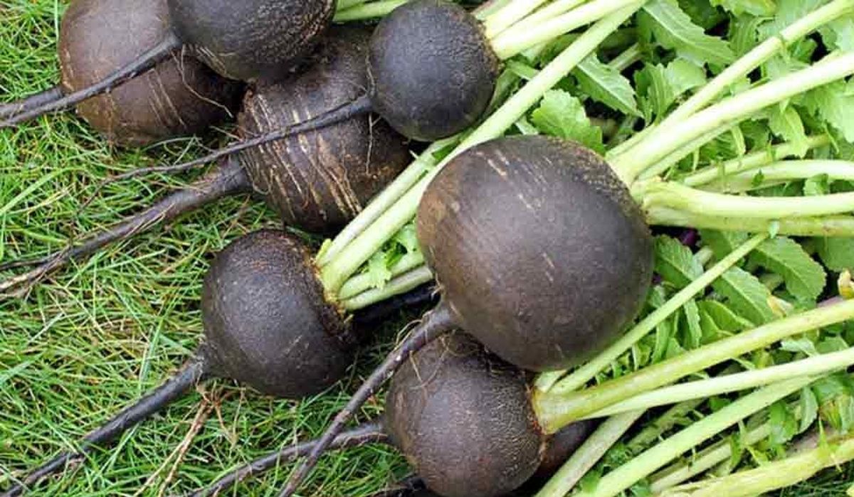 از ترب سیاه چه می‌دانید؟