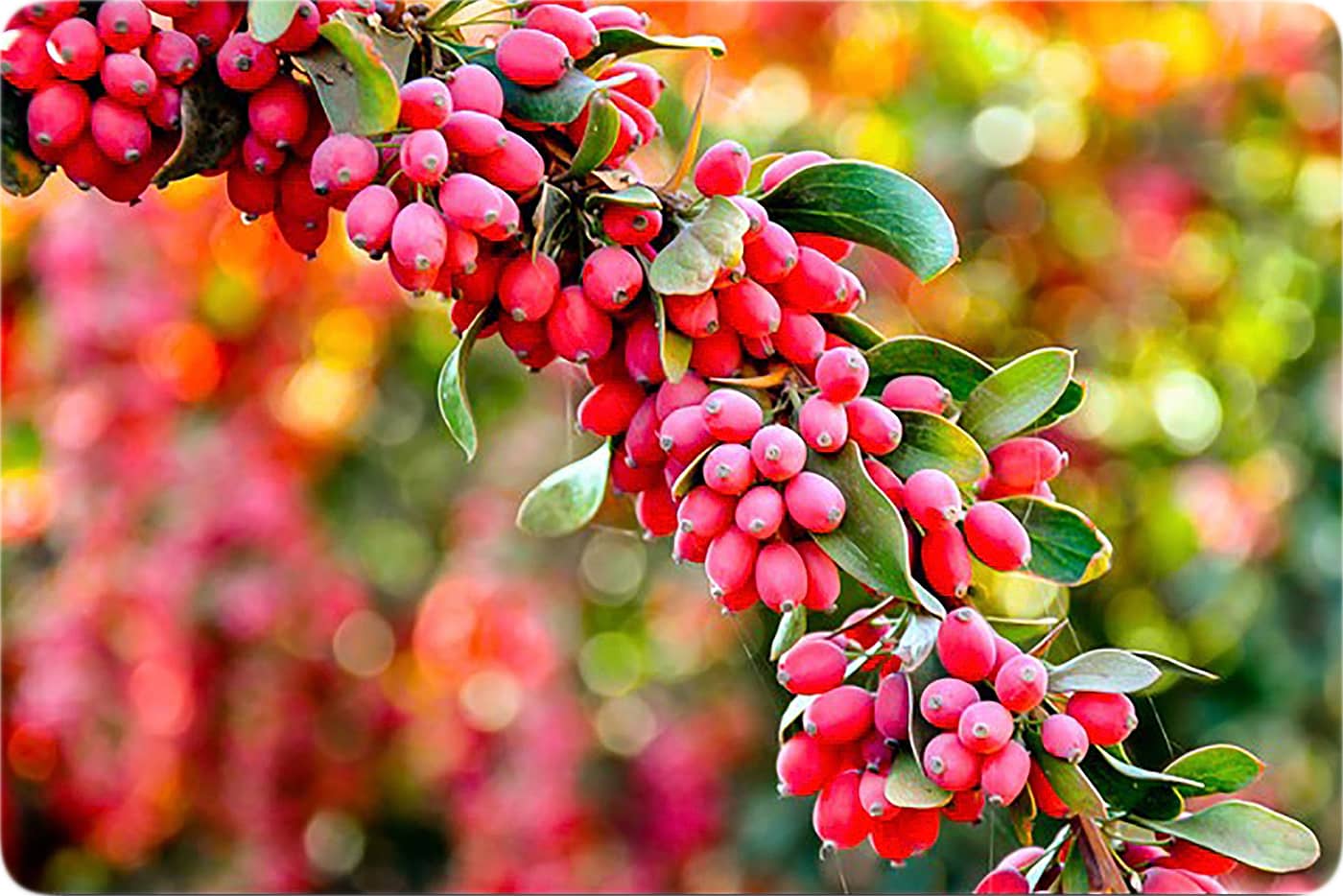 زرشک و تاثیر آن در سم زدایی از بدن